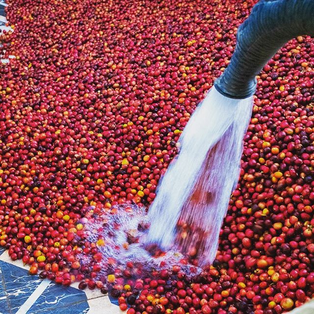 5 Things That Happen To Your Coffee Before It S Roasted Honeybird Coffee